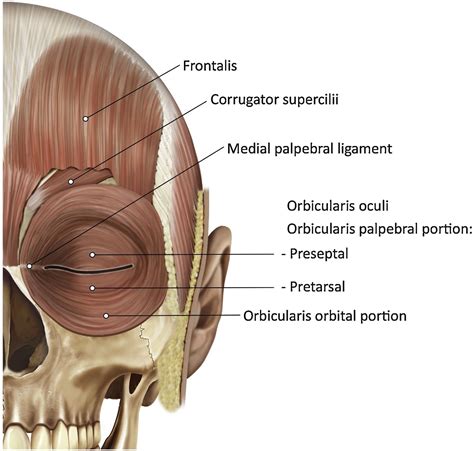 CLEAR - Anatomy and physiology of the anterior eye - Contact Lens and Anterior Eye