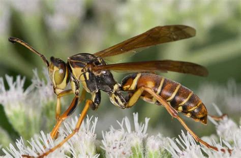 How to Get Rid of Paper Wasps: Safe & Effective Methods