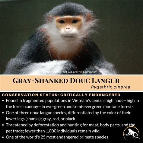 Gray-Shanked Douc Langur in 2021 | Animal conservation, Primates, Grey