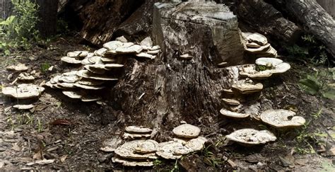 Common Types Of Tree Fungus | Garden Wisper