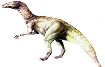 Anatosaurus Dinosaur, Facts | Information - Dinosaurs Bones