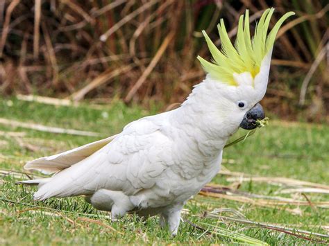 Sulphur-crested Cockatoo - eBird