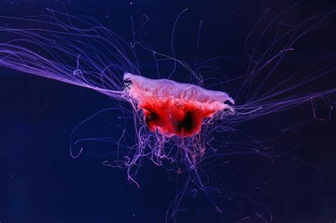Premium Photo | Underwater photography of a beautiful lions mane jellyfish cyanea capillata