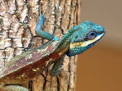 Blue Crested Lizard - Calotes mystaceus