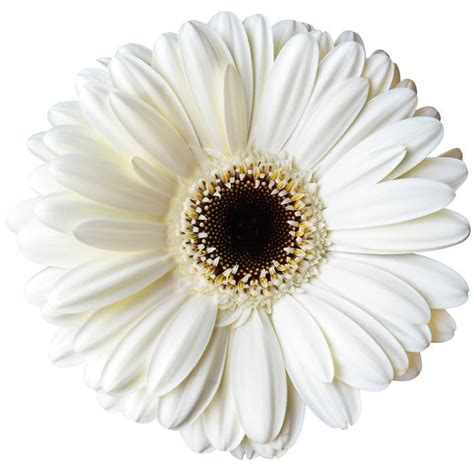 White Gerbera Daisy – FloralSection.com