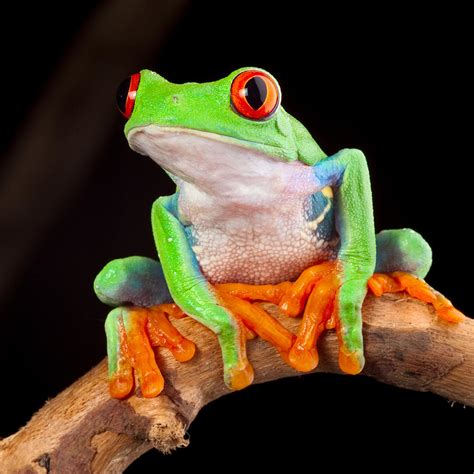 Red Eyed Tree Frog Photograph by Dirk Ercken