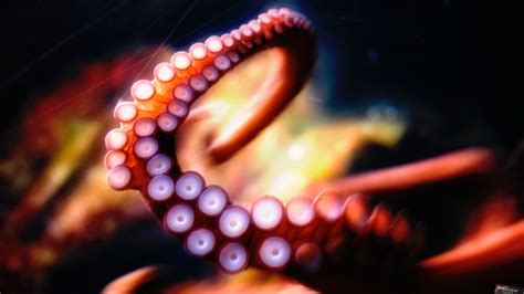 🔥 [50+] Cute Octopus Wallpapers | WallpaperSafari