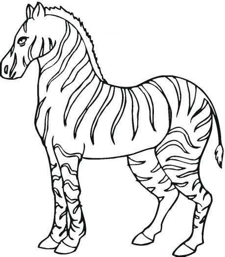 Free Animal Wild Zebra Coloring Sheet To Print