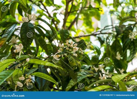 Bitter Orange Tree Flowers and Fruits Stock Image - Image of marmalade ...