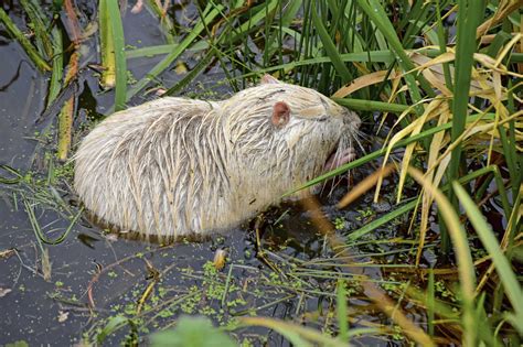 Albino-Nutria - Niedersächsischer Jäger 6-2023