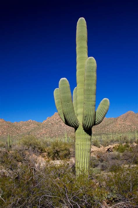 Saguaro cactus in de Mojave desert | South West USA | Pinterest | Posts, Arizona and Blog