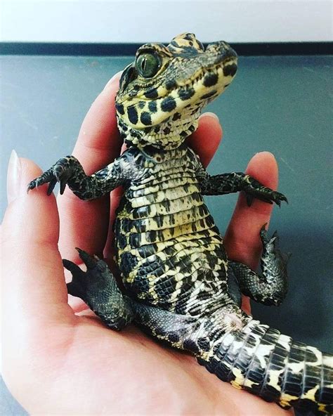 a small lizard sitting on top of someone's hand