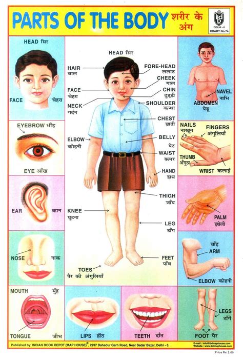 Parts of the Body | Body parts for kids, School posters, Hindi language learning