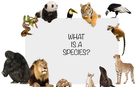 What Different Types Of Lions Are There? - WorldAtlas