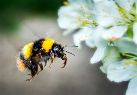 Bumblebees are waking up too early from hibernation - Earth.com