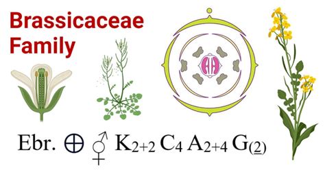 Brassicaceae Family: Characteristics, Floral Formula, Diagram