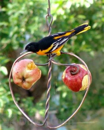 Fruit and Jelly Bird Feeders | Bird Supplies | DoMyOwn.com