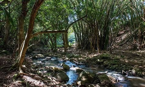 Hiking at Black River Gorges | 5.5 km / 3 hrs Trail - TRAVELHUB