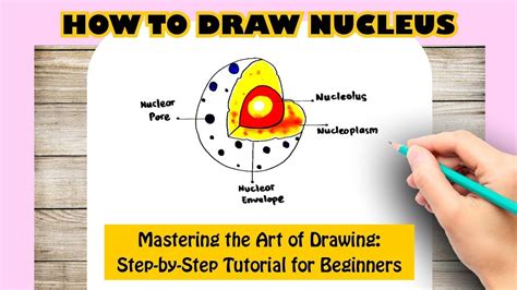 How To Draw A Nucleus - Drawing Canvas Painting Before Draw Sketches Paper Lessons Should ...