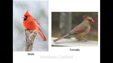 Northern Cardinal Song - YouTube