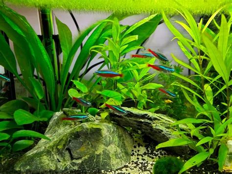 Cardinal Tetra: Real Care Guide, Breeding, Tank Size & Disease