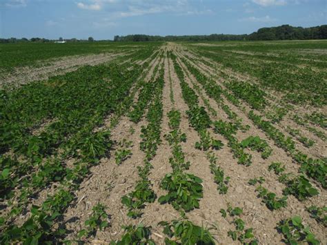 Harvest recommendations for soybean fields with variable maturity ...