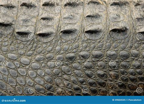 Alligator Skin stock image. Image of hide, skin, scales - 49604545