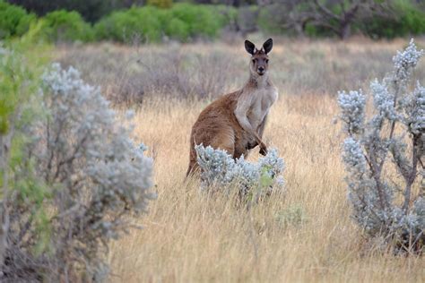 NationalGeographic.Com Showcases South Australia's Adventures of a ...