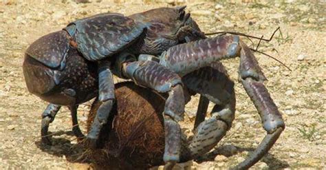 13 Frightening Facts About The Coconut Crab