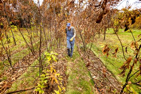 Researchers hoping to give the American chestnut tree a leg up on ...