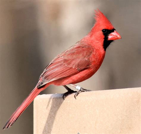 Redder is Better for Male Cardinals - ThinkingAfield.org