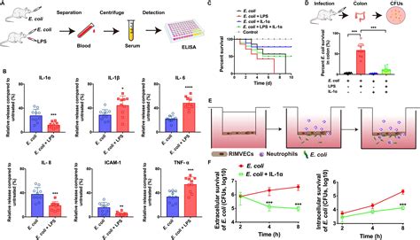 Frontiers | Endothelial-Derived Interleukin-1α Activates Innate Immunity by Promoting the ...