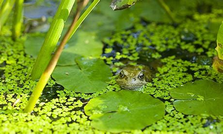 Amphibians – Characteristic Features - Natural History on the Net