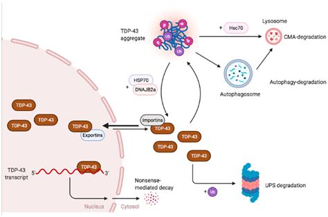 IJMS | Free Full-Text | Mechanisms of TDP-43 Proteinopathy Onset and ...