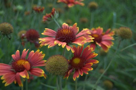 How to Propagate Montauk Daisy - Growing The Home Garden