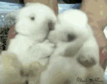 Snuggle Bunny GIFs | Tenor