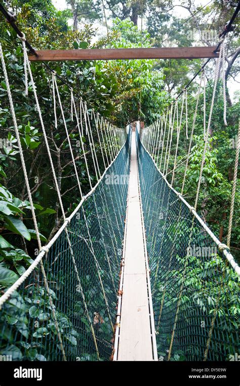 Canopy walkway. Taman Negara National Park. Malaysia Stock Photo - Alamy