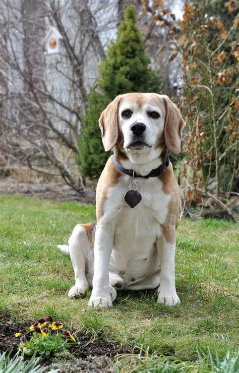 An old Beagle dog stock photo. Image of grass, breed - 30693862