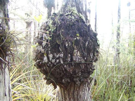 Big Cypress Swamp Story - May in the Cypress