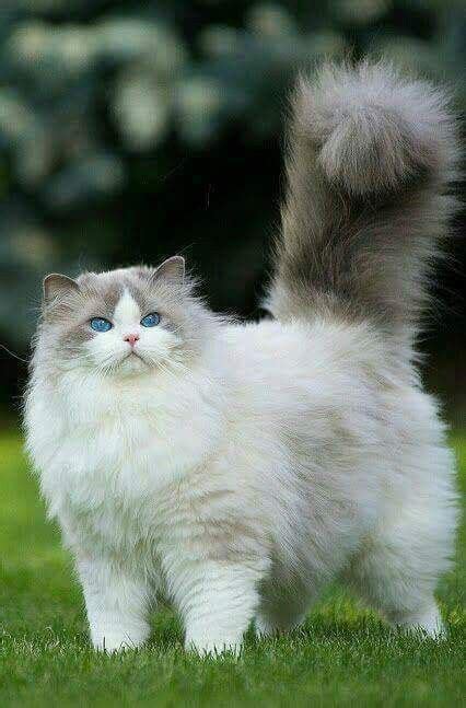 What an exceptionally beautiful and fluffy ragdoll cat #beautiful #ragdoll #ragdollcat ...