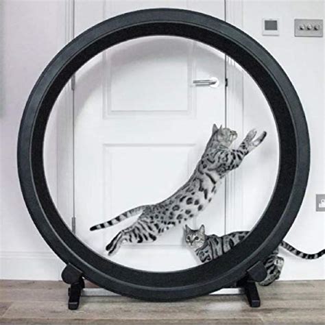 Buy One Fast Cat Exercise Wheel. Perfect For Your Energetic Cat Online at desertcartINDIA