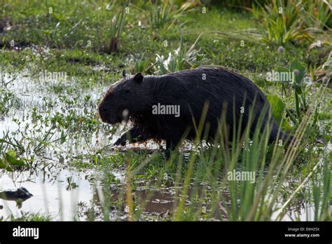 Capybara is largest rodent is the size and weight of the world. It ...