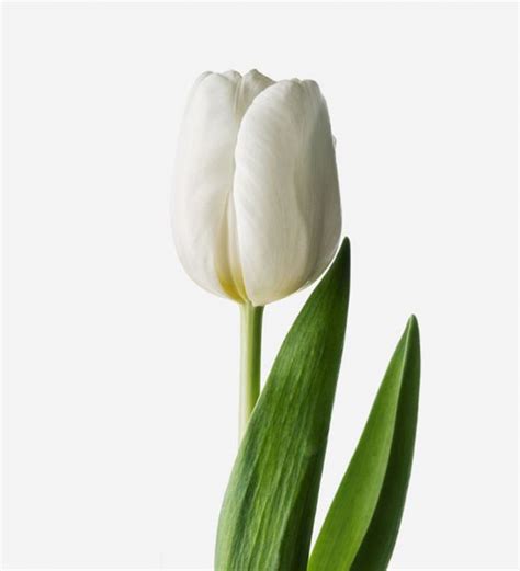 White Hot Dutch Tulip | Tulips Flowers | FLOWERBX UK