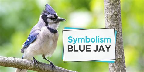 What Does It Mean When You See a Blue Jay? - Birdwatching Buzz