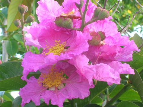 Queen's Crape Myrtle (Lagerstroemia speciosa) and Crape Myrtle (Lagerstroemia indica) - Richard ...