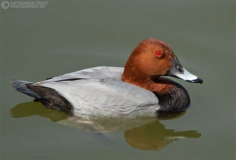 Common pochard - Alchetron, The Free Social Encyclopedia