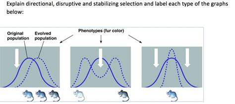 SOLVED: Explain directional, disruptive and stabilizing selection and label each type of the ...