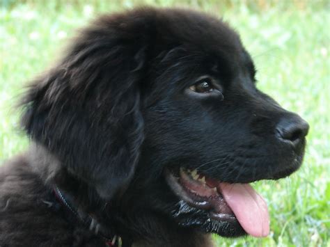 Black Newfoundland Puppy by FantasyStock on DeviantArt