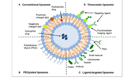 Schematic representation of the different types of liposomal drug... | Download Scientific Diagram