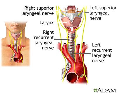 Superior Laryngeal Nerve